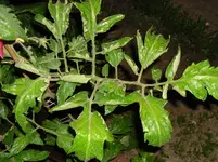 SAM_0897.webp