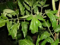 SAM_0898.webp