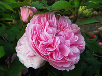 jacques cartier.webp