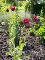 Rote Margerite.webp