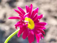 Tanacetum Robinson's Rot.webp