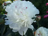 1306050012.webp