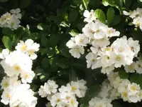 002.webp