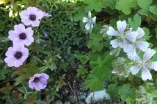 2013_0608Frühling0012.webp