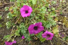 2013_0609Frühling0008.webp