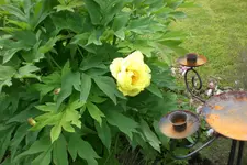 Garten 06 2013 003.webp