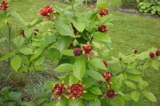 Garten 06 2013 005.webp