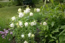 Garten 06 2013 009.webp