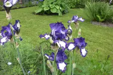 Garten 06 2013 011.webp