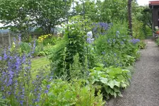 Garten 06 2013 012.webp