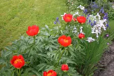 Garten 06 2013 014.webp