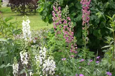 Garten 06 2013 015.webp