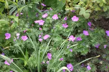 Garten 06 2013 016.webp