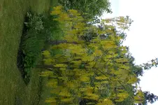 Garten 06 2013 017.webp
