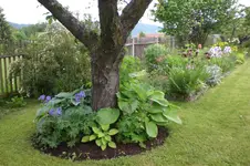 Garten 06 2013 019.webp
