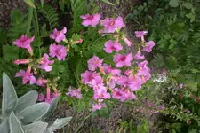 Garten 06 2013 023.webp