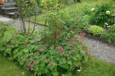 Garten 06 2013 026.webp
