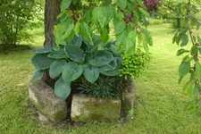 Garten 06 2013 029.webp