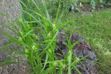 Garten 06 2013 036.webp