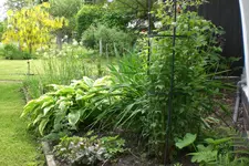 Garten 06 2013 040.webp