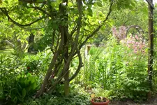 Garten 06 2013 042.webp