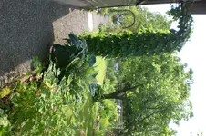 Garten 06 2013 050.webp