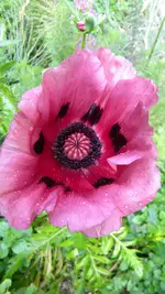 DSCN4852.webp