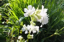 Lychnis coronaria alba.webp