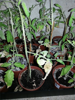 20130605_195442.webp