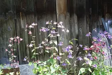 Akeleien.webp