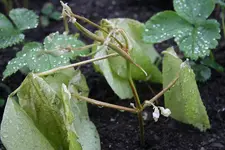 Buschbohnen.webp