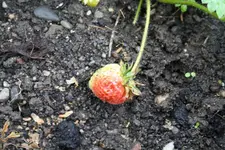 Erdbeere.webp
