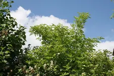 Esche.webp