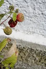 Himbeeren.webp
