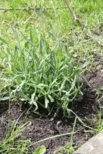 Lavendel.webp