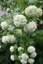 Schneeball 2.webp