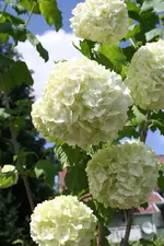 Schneeball 3.webp