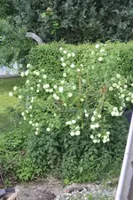 Schneeball.webp