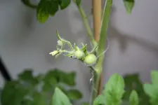 Tomaten.webp