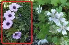 geranium.webp