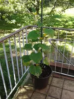 Gurke 2013-06-09.webp