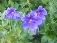 blauer hoher Storchschnabel web.webp