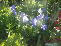 Storchschnabel blau im Sonnenlicht.webp