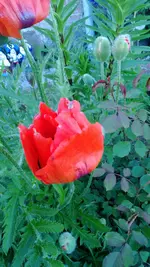 WP_20130603_005.webp