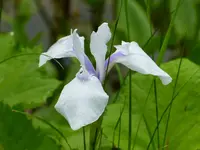 Iris weiß-blau.webp