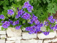 Storchenschnabel.webp