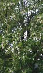 Akazienblüte.webp