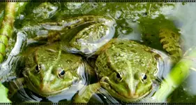 Kuschelfröschis.webp