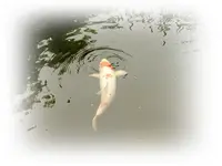 Koi elegant.webp