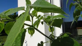Physalis.webp